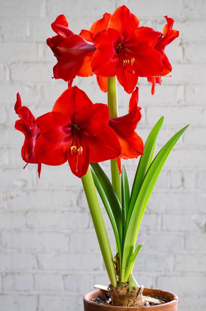 Red Amarilys Arrangement