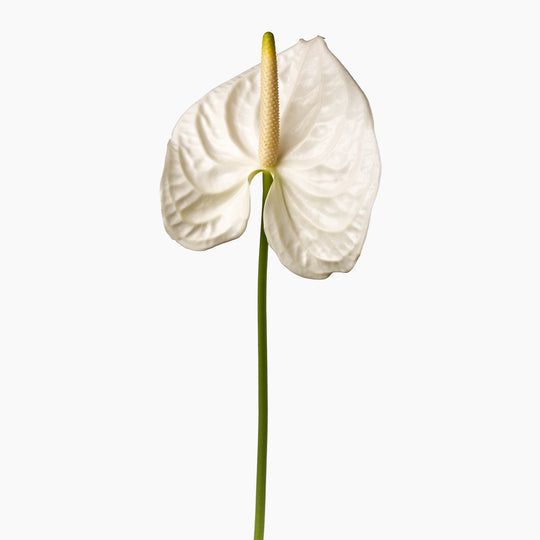 Flower Napkin Decor