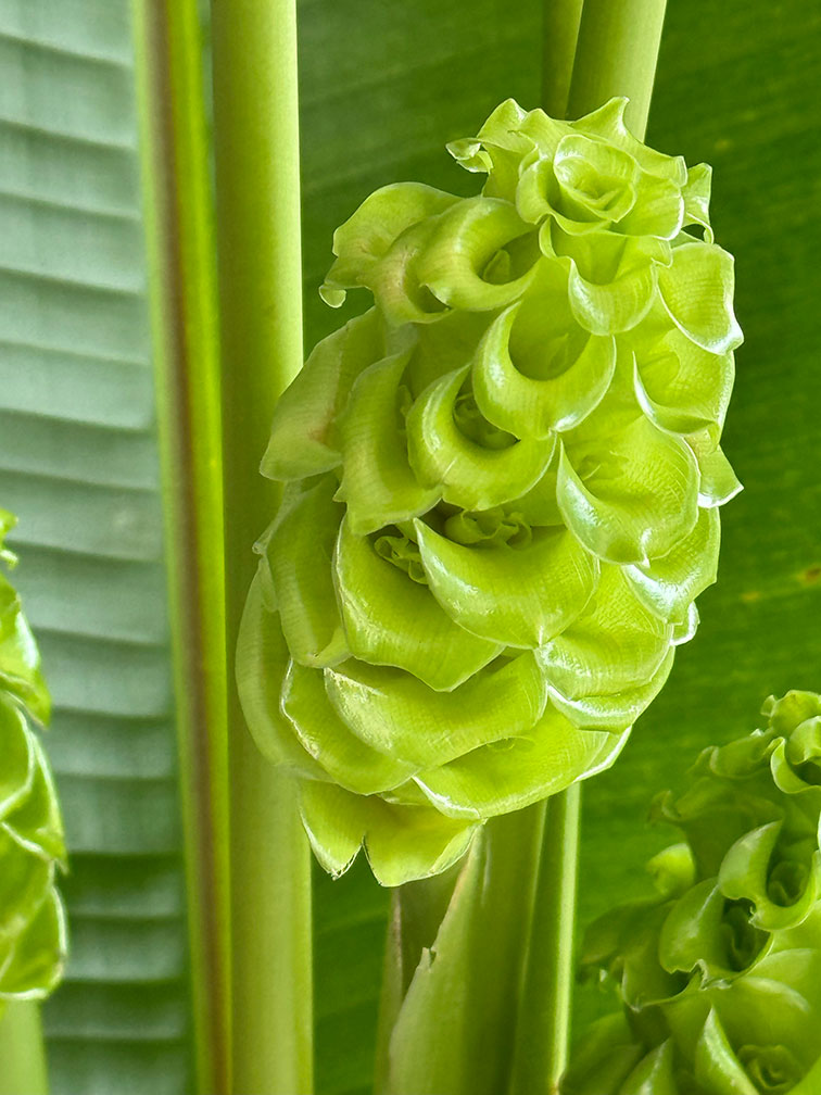 Green Ice