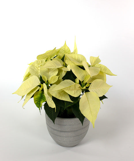 White Poinsettia Plant